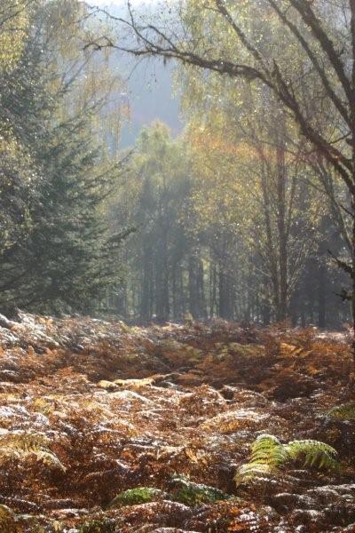 woodlands along the banks of loch ness.jpg