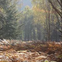 woodlands along the banks of loch ness.jpg